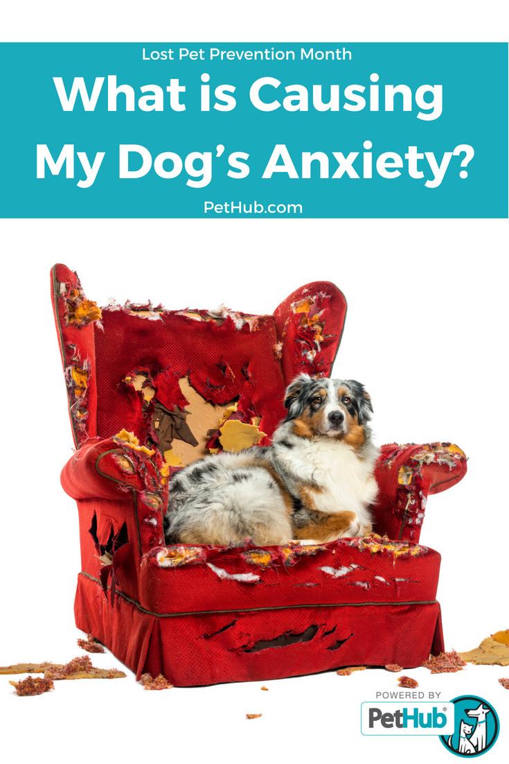 What is Causing My Dog's Anxiety? PetHub